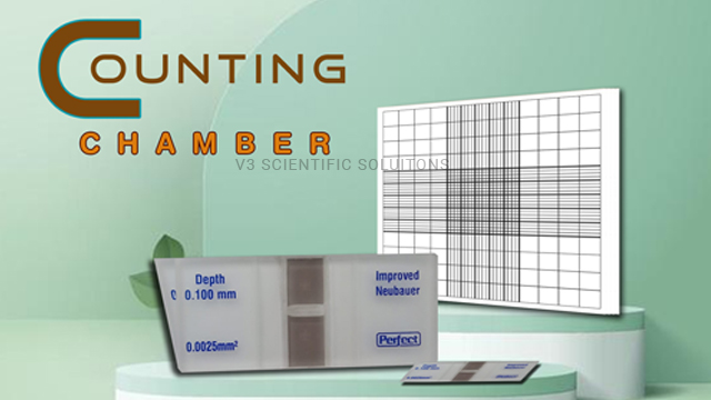 counting-chamber-owl.jpg